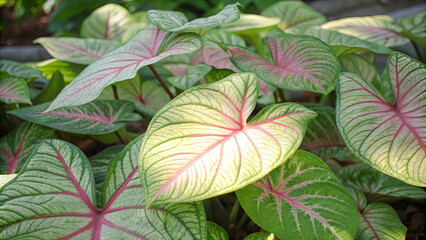 Fototapeta premium A symphony of nature's artistry, showcased in the intricate veins and vibrant hues of a collection of heart-shaped leaves, each a delicate masterpiece of green and pink.