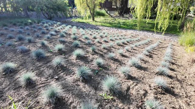 Blue-green, spiky grasses arranged in neat rows and columns on a slightly uneven, sandy brown soil surface