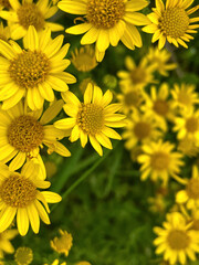Gelbe Blüten des Jakobs-Greiskraut (Jacobaea)