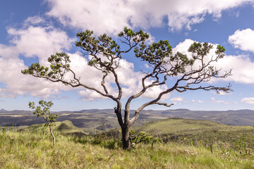 Fototapeta premium árvore na cidade de Alto Paraiso de Goiás, região da Chapada dos Veadeiros, Estado de Goiás, Brasil