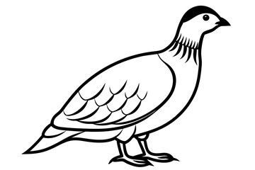 Fototapeta premium Partridge Bird line art Vector Classic Wildlife Illustration Design