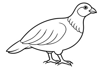 Partridge Bird line art  Vector Classic Wildlife Illustration Design