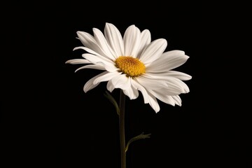 A solitary white flower sits on a dark background, making it stand out