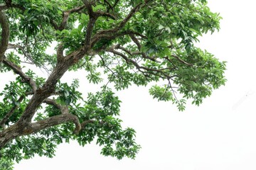 Fototapeta premium Oak Tree Background. Green Leafy Tree Isolated on White, Nature and Forest Concept