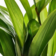 Fototapeta premium lucky bamboo green foliage also known as dracaena sanderiana in high definition