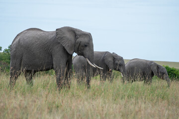 Big elephants in their habitat in Africa, Masai Mara Reserve, Kenya