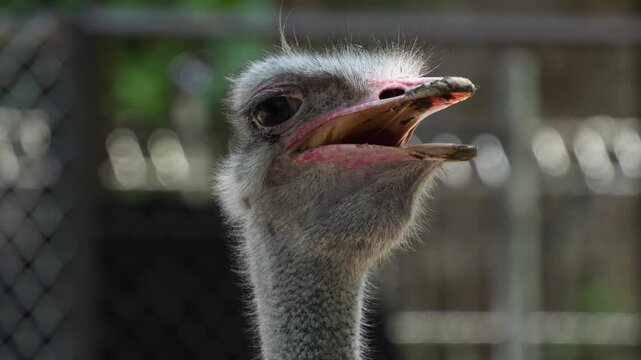 Ostriches are large flightless birds. Two living species are recognised, the common ostrich, native to large areas of sub-Saharan Africa, and the Somali ostrich, native to the Horn of Africa.
