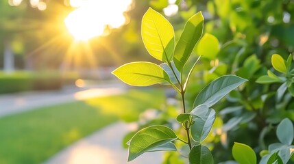 Fototapeta premium Sunlit green leaves Soft Pastel Background for Graphic Design Templates