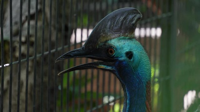Southern Cassowary (Casuarius casuarius) double-wattled cassowary is a large flightless black bird, found in Indonesia, Papua New Guinea and Northeastern Australia. Concept for World Animal Day