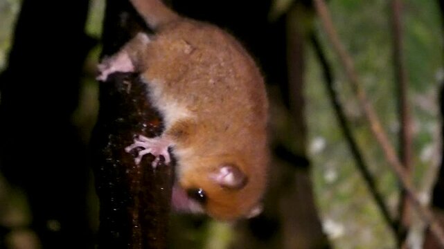 A small, brown mouse lemur hangs from a branch in a rainforest, its large eyes peering curiously at the camera. These nocturnal primates are endemic to Madagascar. Ranomafana National Park.