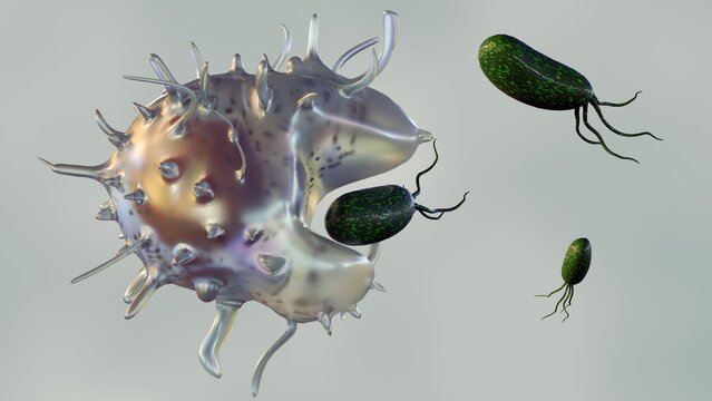 Phagocytosis is a cellular process where specialized cells called phagocytes engulf and digest foreign particles, such as bacteria, viruses, and cellular debris; 3D rendering.