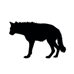 a hyena standing on blank space vector silhouette, isolated white
