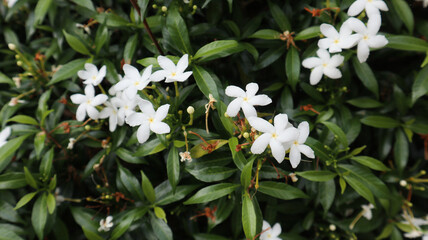 Jasminum sambac (melati putih) is a species of jasmine native to tropical Asia, from the Indian subcontinent to Southeast Asia