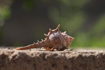 Seashell closeup. Selective focus. Copy space.