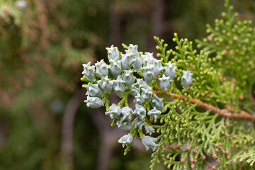 Thuja or cypress green branches with blue, turquoise cones, close-up. Platycladus orientalis, Chinese thuja arbovitae, juniper coniferous tree of the Cupressaceae family.