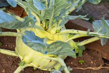 different types of kohlrabi Brassica oleracea from garden