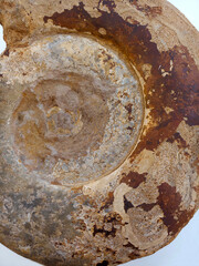 Ancient fossils, ammonite shell. Abstract archaeology or geology background.	