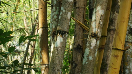 Dense Grove of Shady Bamboo Trees at Tourist Site