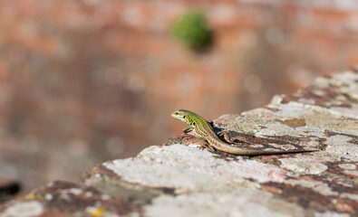 lizard on the stone