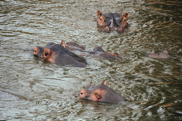 Hippos swim gracefully, Masai Mara Reserve, Kenya