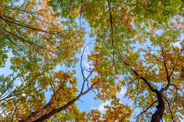Looking skyward through colorful fall tree branches. Natural pattern of autumn tree crown and sky. Fall Colors. Bottom view of tree branches with changing leaves