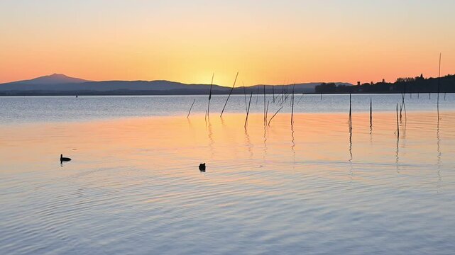 Tramonto privo di nuvole sul lago con folaghe che nuotano