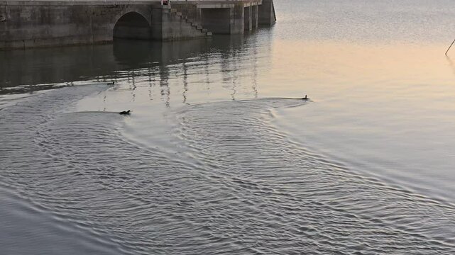 Folaghe si inseguono sul lago al tramonto