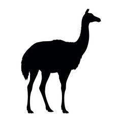 Fototapeta premium guanaco animal vector silhouette, isolated white background
