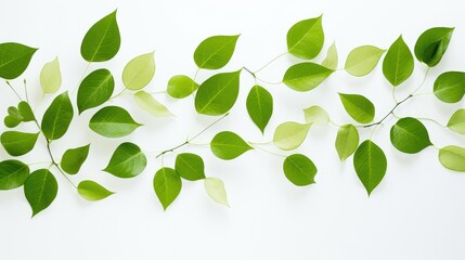 Obraz premium up green leaves white background