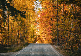 Autumn Forest Path with Vibrant Fall Foliage
