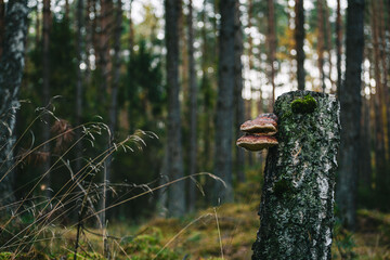 Wild Forest Mushroom on Tree Bark with Moss

