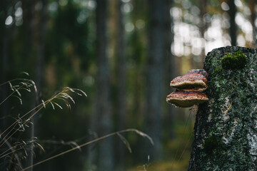 Wild Forest Mushroom on Tree Bark with Moss
