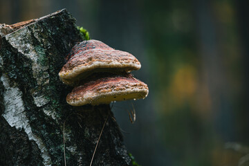 Wild Forest Mushroom on Tree Bark with Moss
