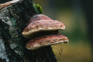 Wild Forest Mushroom on Tree Bark with Moss
