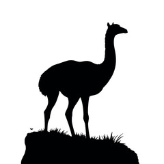 guanaco animal vector silhouette, isolated white background