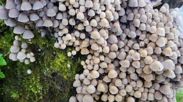 Coprinus, Coprinellus disseminatus