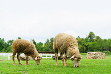 Two sheeps grazing on a meadow in farm, walking and eating grass in sunny day of rainy season. Selective focus.