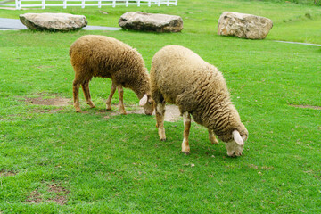 Two sheeps grazing on a meadow in farm, walking and eating grass in sunny day of rainy season.