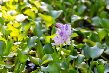 Stunning close-up of purple water hyacinth (Eichhornia crassipes) blooms amid green leaves. Ideal for nature, floral, botanical, and aquatic-themed visuals.