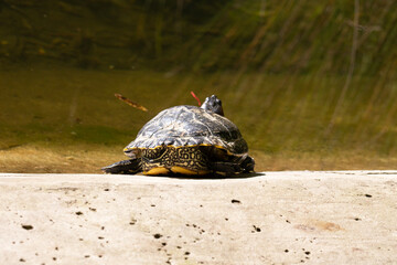 Red-eared turtle rear view close up