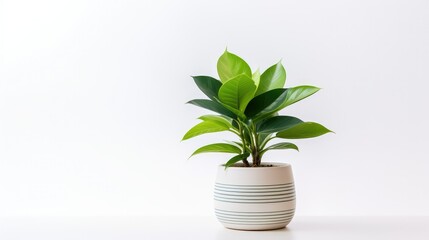 photo potted plant isolated