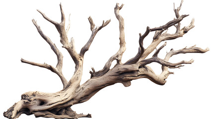 Dry tree with no leaves isolated on white background	