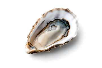 Naklejka premium Oyster isolated on white