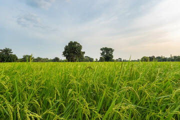 Vibrant Green Rice Field Under the Soft Sky at Dusk