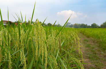 A Scenic View of Lush Green Rice Fields Under Blue Skies