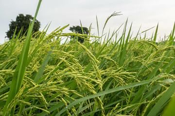 Vibrant Green Rice Field with Tall Stalks Under Cloudy Sky