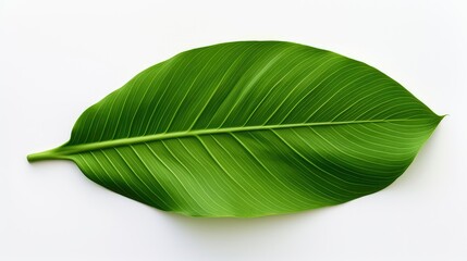 Obraz premium nature tropical leaf background