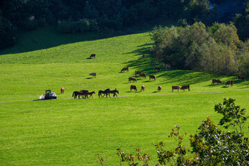 Horses on pasture