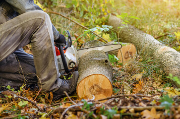 Seasonal thinning of parks, forests, gardens. Man cuts tree trunk with chainsaw. Autumn background.