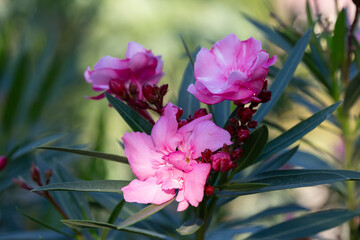 Pink oleander flower under sunlight. Oleander, also known as nerium oleander or rosebay, is...
